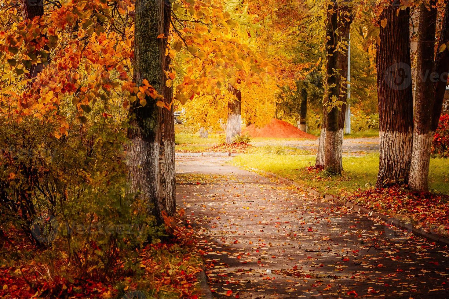 vacker höstpark, stigar bland gula träd i solskenet foto