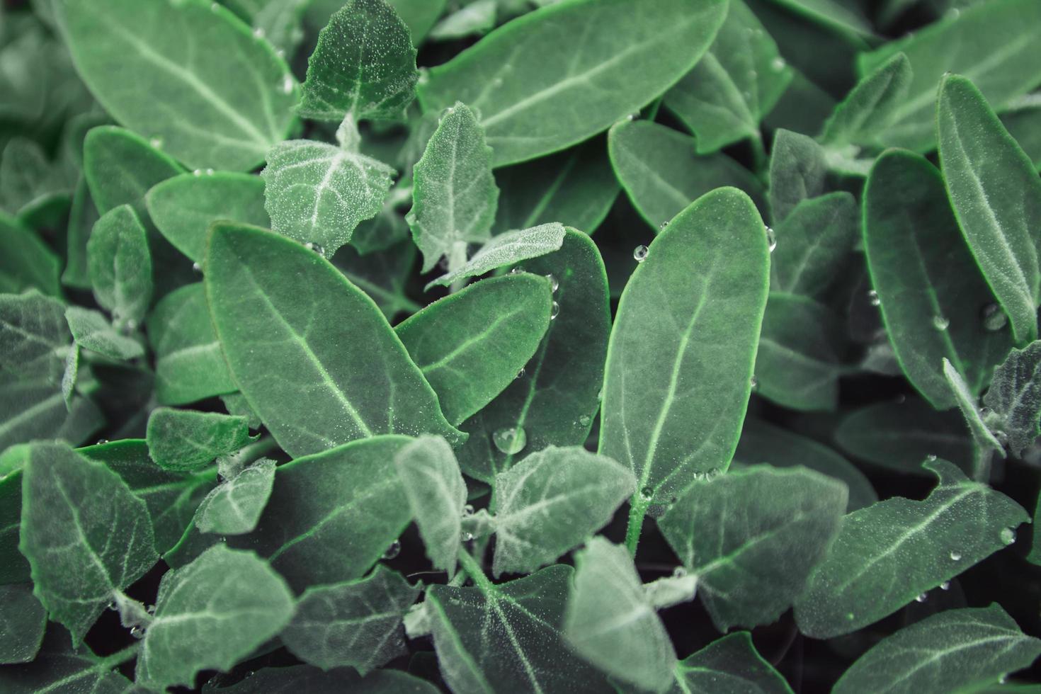 gröna blad, tropisk växt som växer i naturen foto