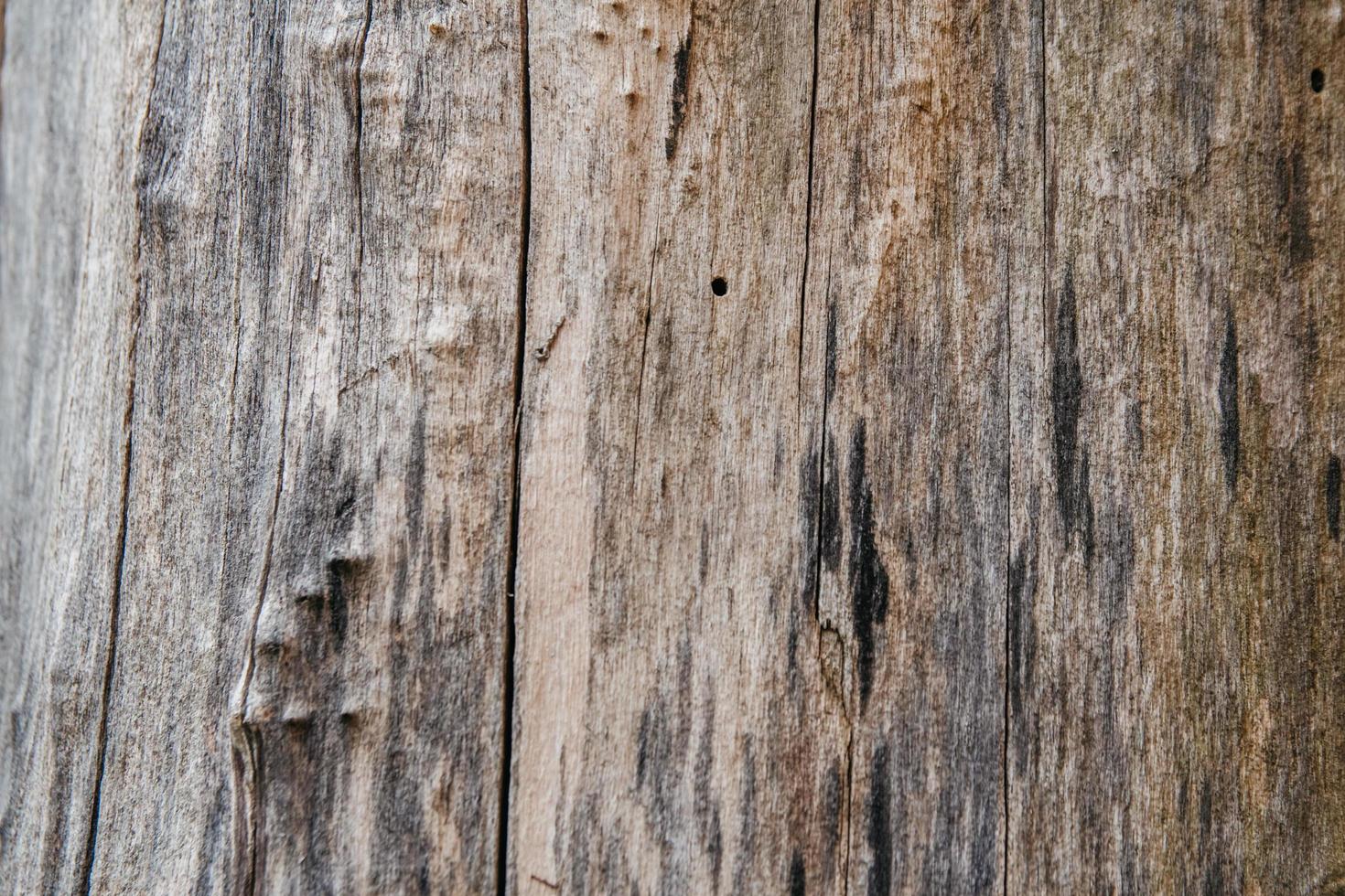 textur av gammalt träd och stubbe som bakgrundsbild foto