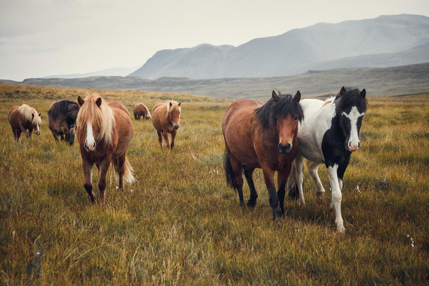 isländska hästar på fälten vid berget på höstens island foto