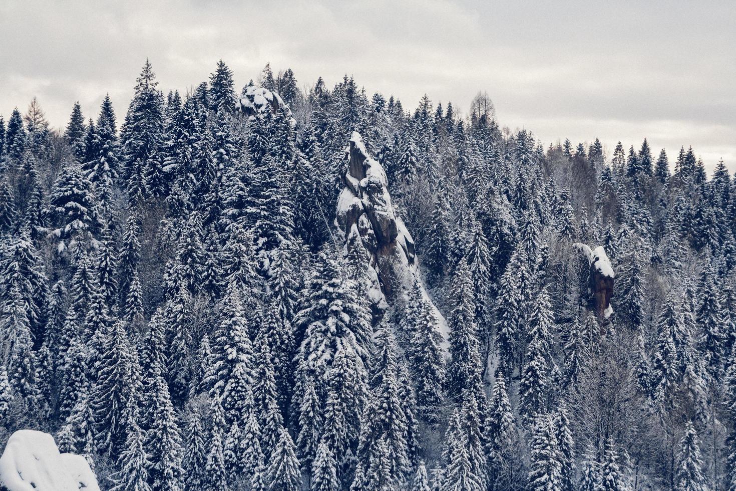 bergsträd täckta med snö. träden är frusna foto