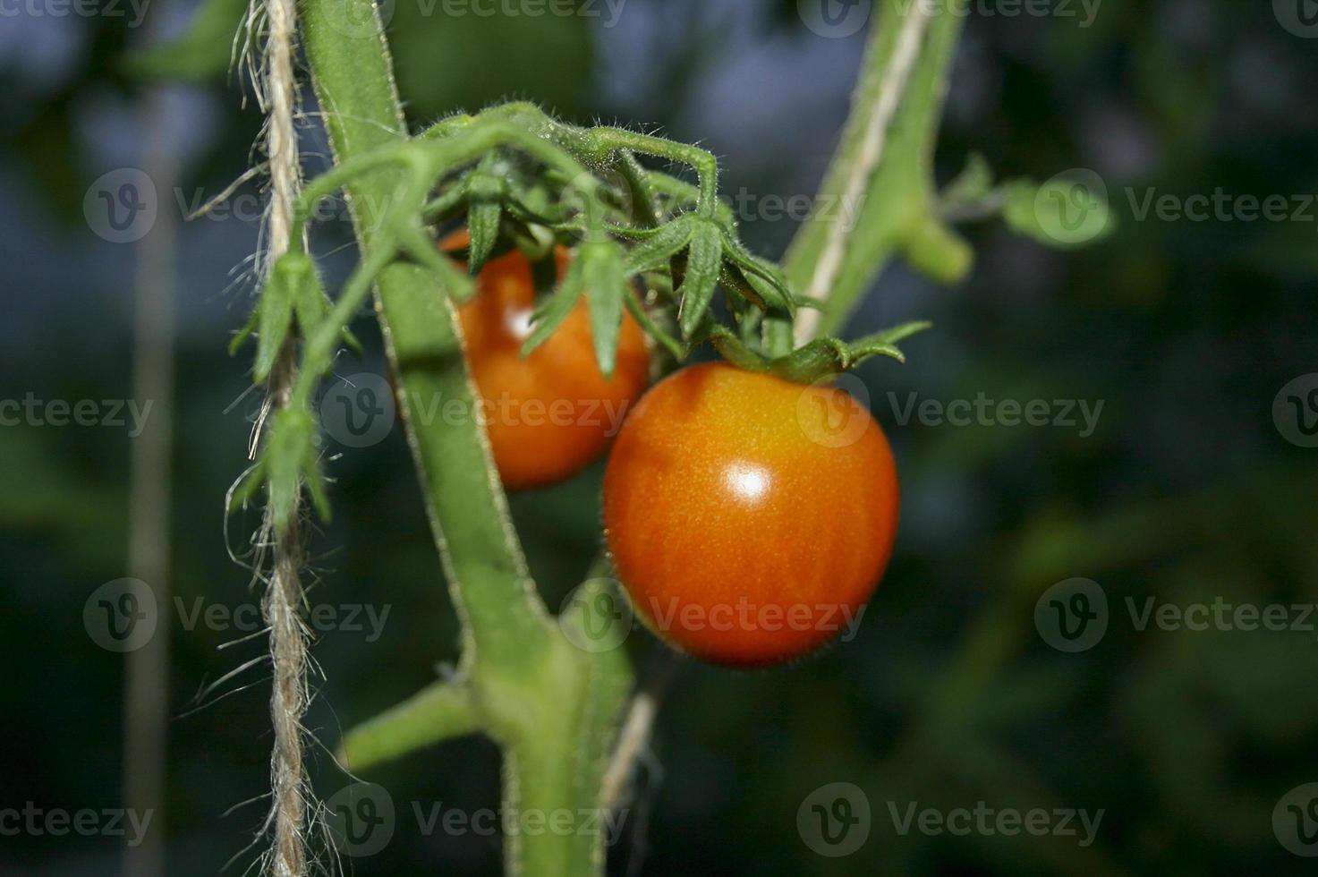 odling av tomater i ett växthus. lantbruk. miljömässigt. foto