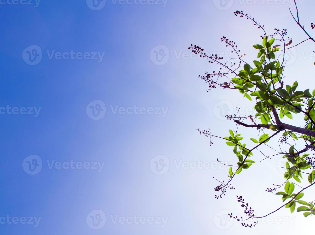 friskhet lämnar på blå himmel och solljus bakgrund foto