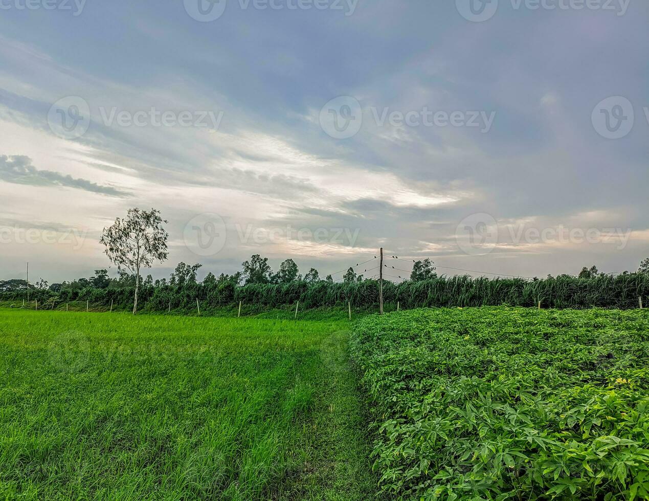 fängslande landskap, himmel, och träd i bangladeshiska naturlig skönhet foto