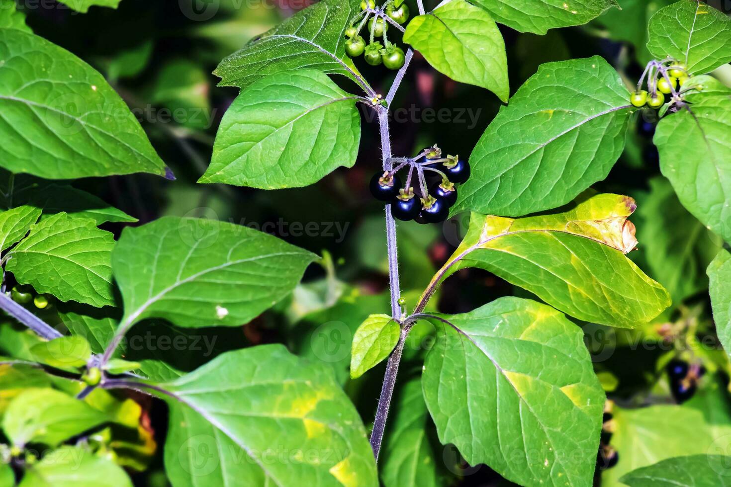 solanum nigrum är ett upprätt, mycket förgrenad årlig växt växande runt om 60 cm lång. de växt är UPPTAGITS från de vild för lokal- använda sig av som en mat och medicin. solanum nigrum, de europeisk svart nattskugga foto