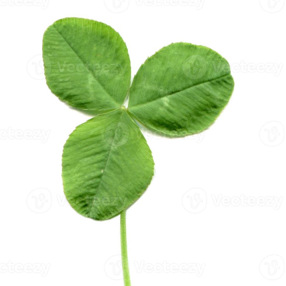 shamrock isolerad över vitt foto