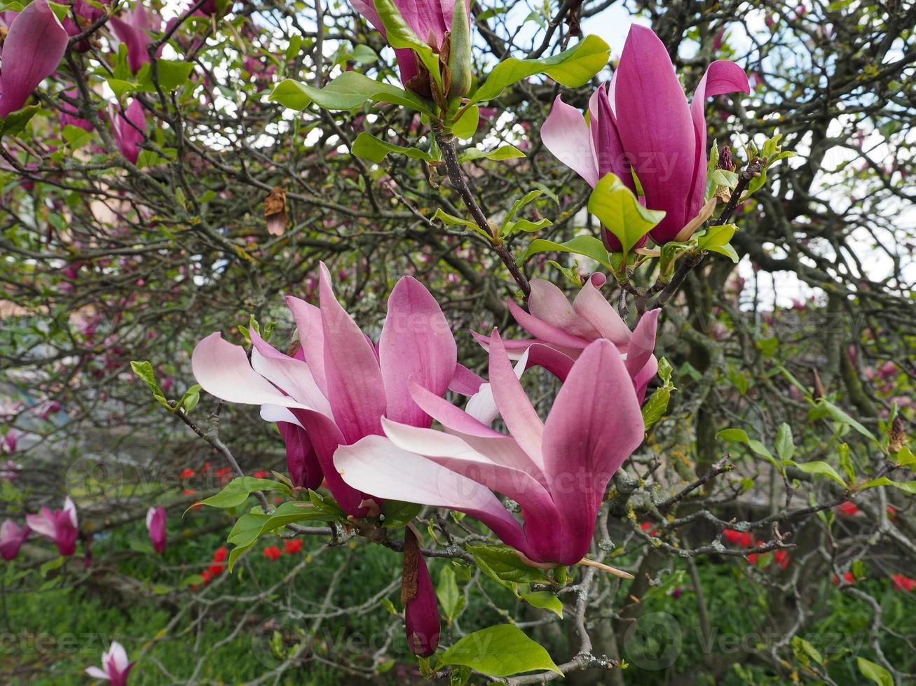 magnolia träd blomma foto