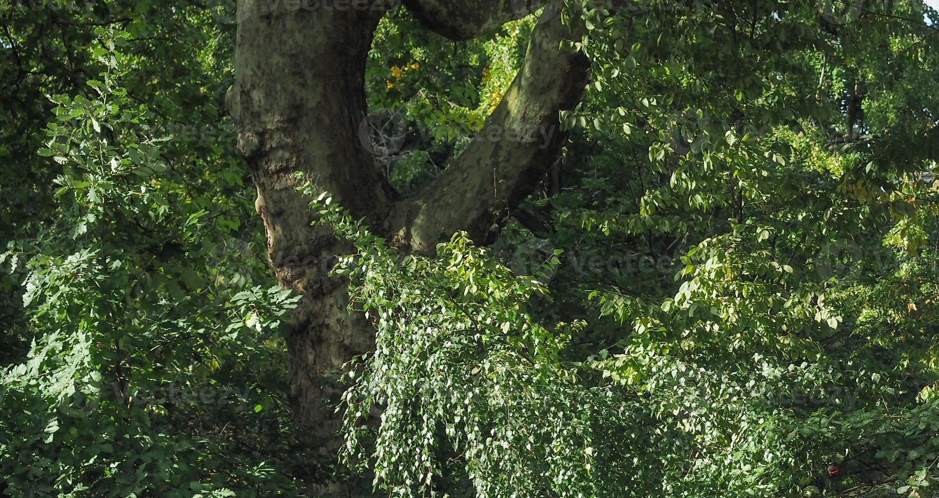 skog eller skog bakgrund foto