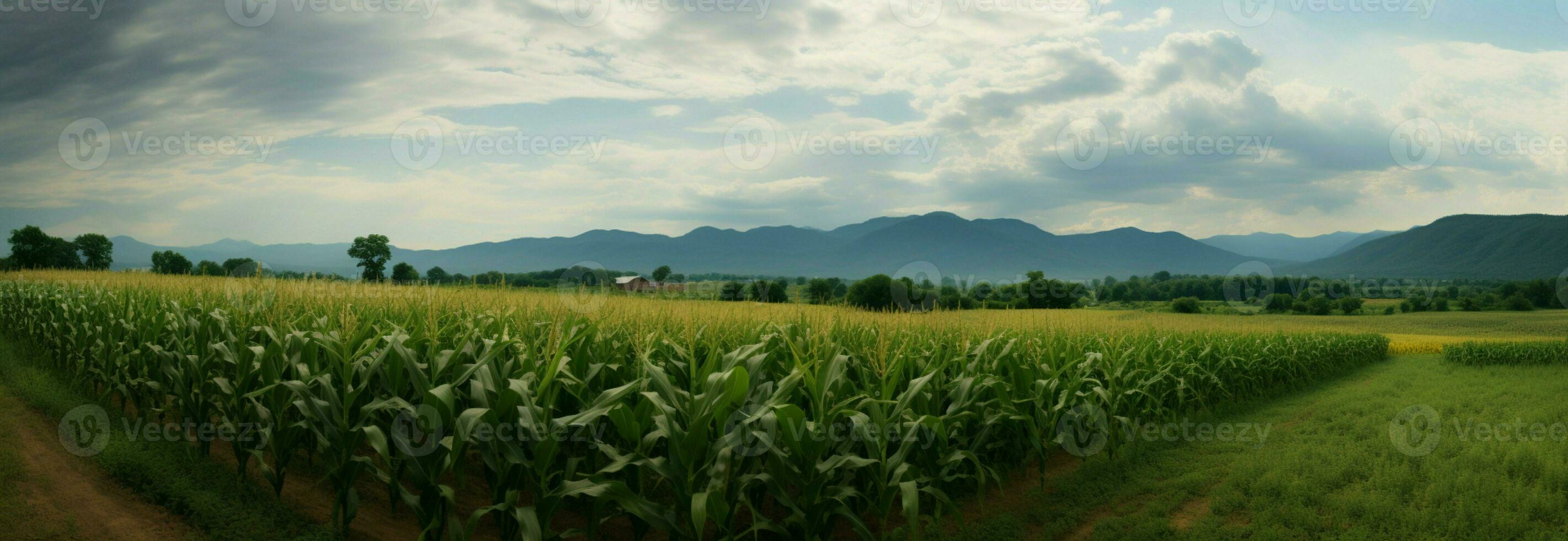 naturer mästerverk panorama- se av majs fält under de regnig säsong ai genererad foto