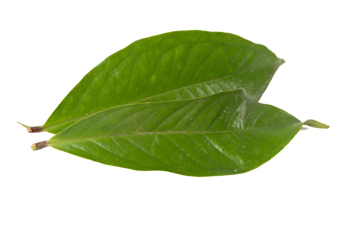 guava blad isolerad på en vit bakgrund foto
