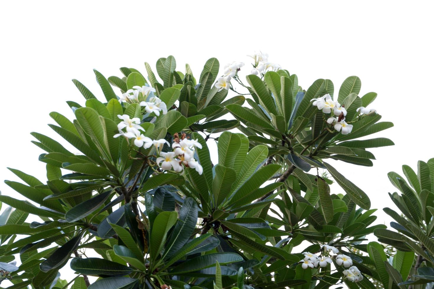 frangipani blomma isolerad på en vit bakgrund foto