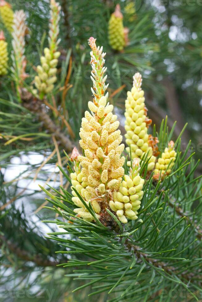 stänga upp se av gul pollen på en ny tall blossom.yellow tall koner från barr- träd på Maj i karpater bergen ukraina. foto