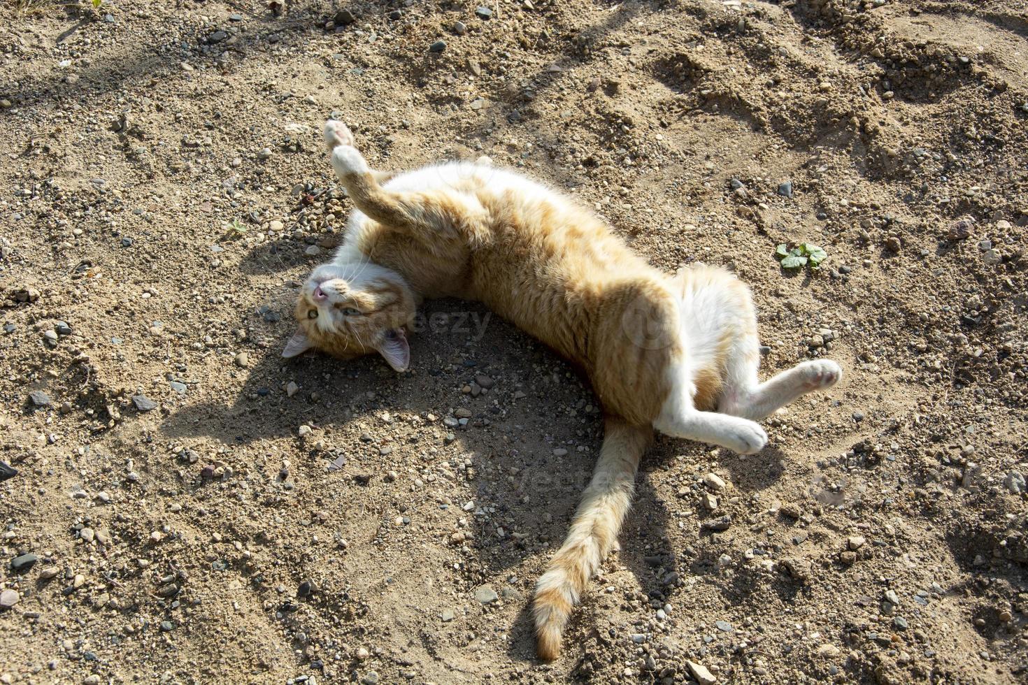 en ingefära katt sträcker sig på sanden foto