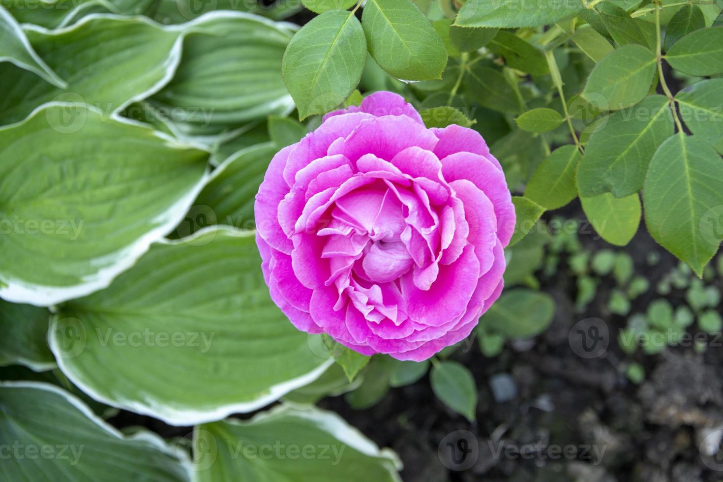 blommande buske av rosa ros i trädgården på sommaren foto