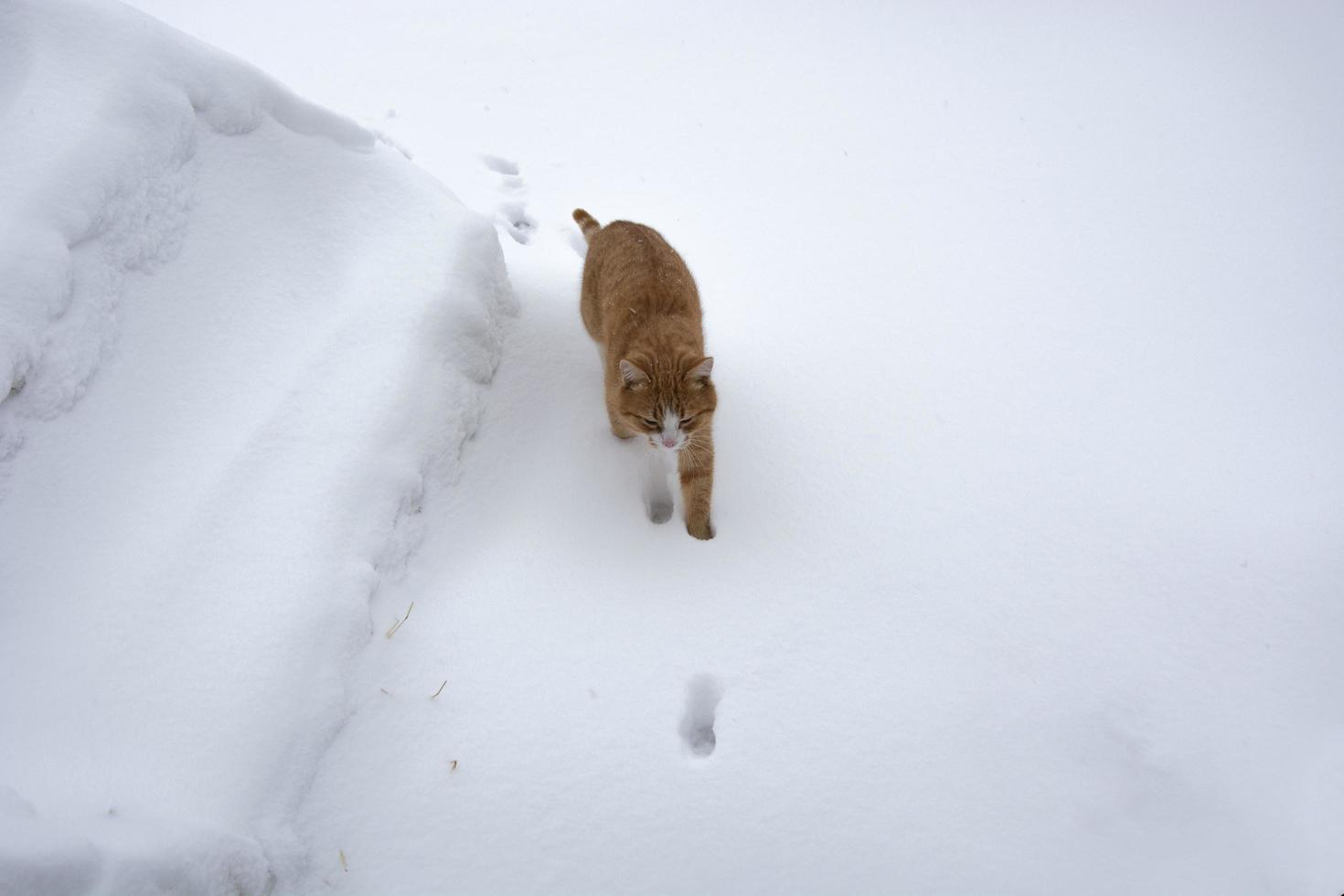 en ingefära katt springer i snön foto