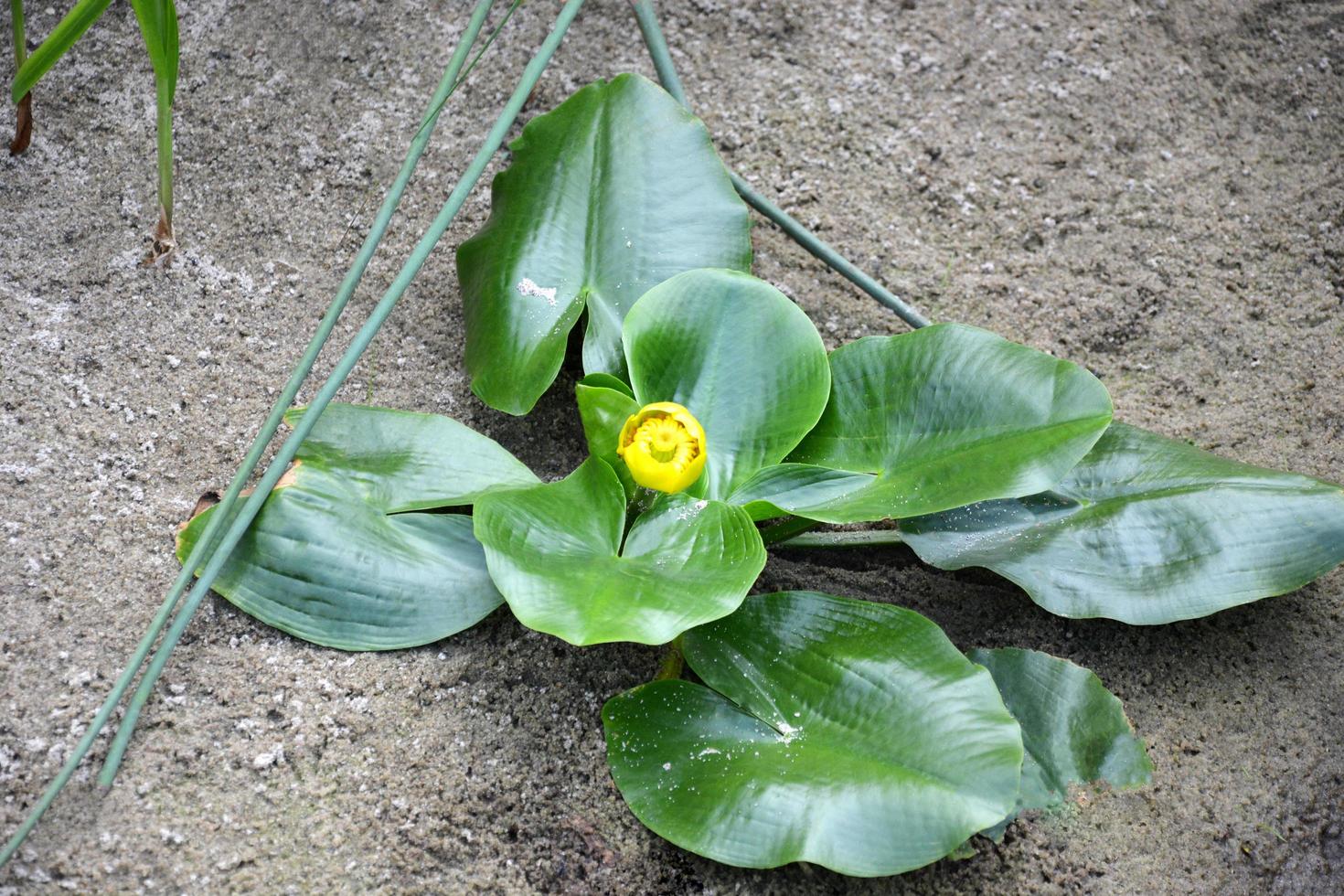 näckros flodblommor foto