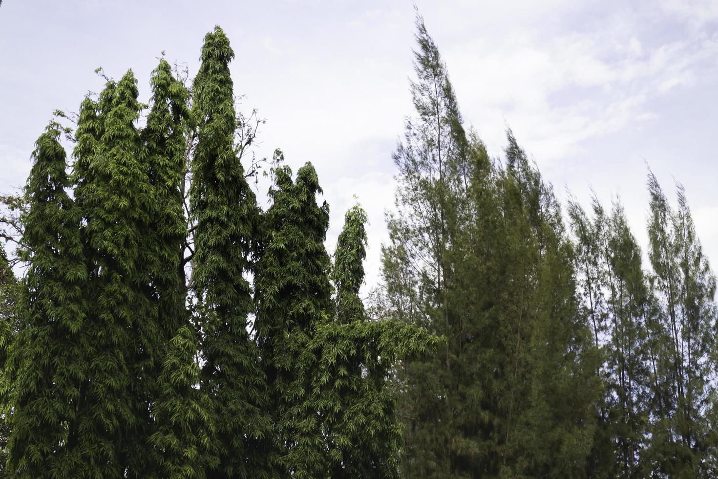 bevuxen med olika träd lövfällande foto