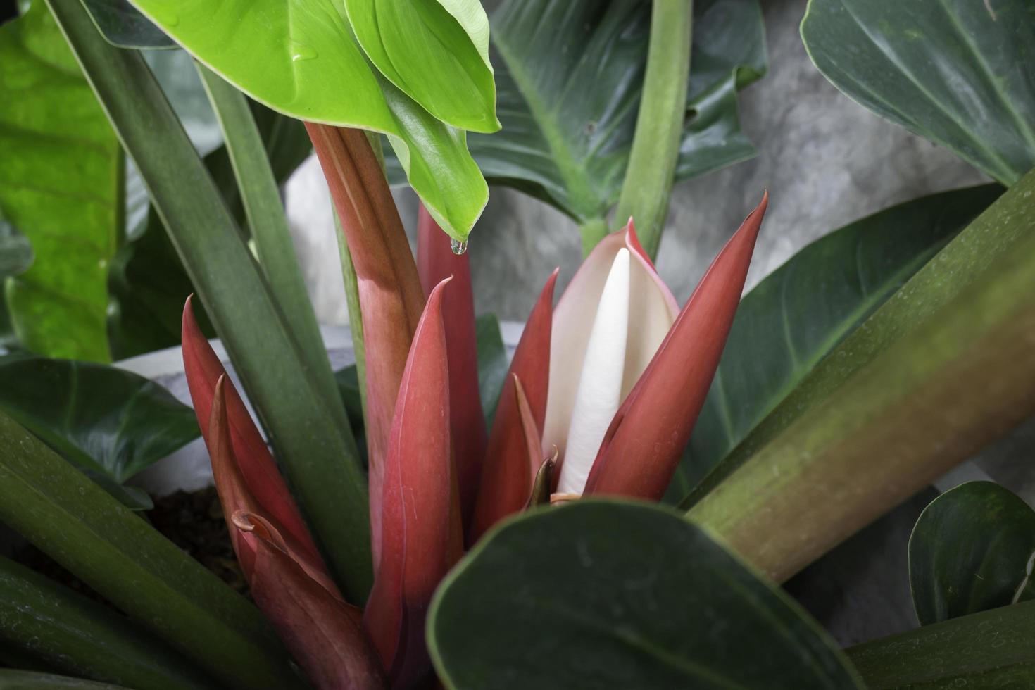 de röda unga bladen av philodendron tropiska vinstockar foto