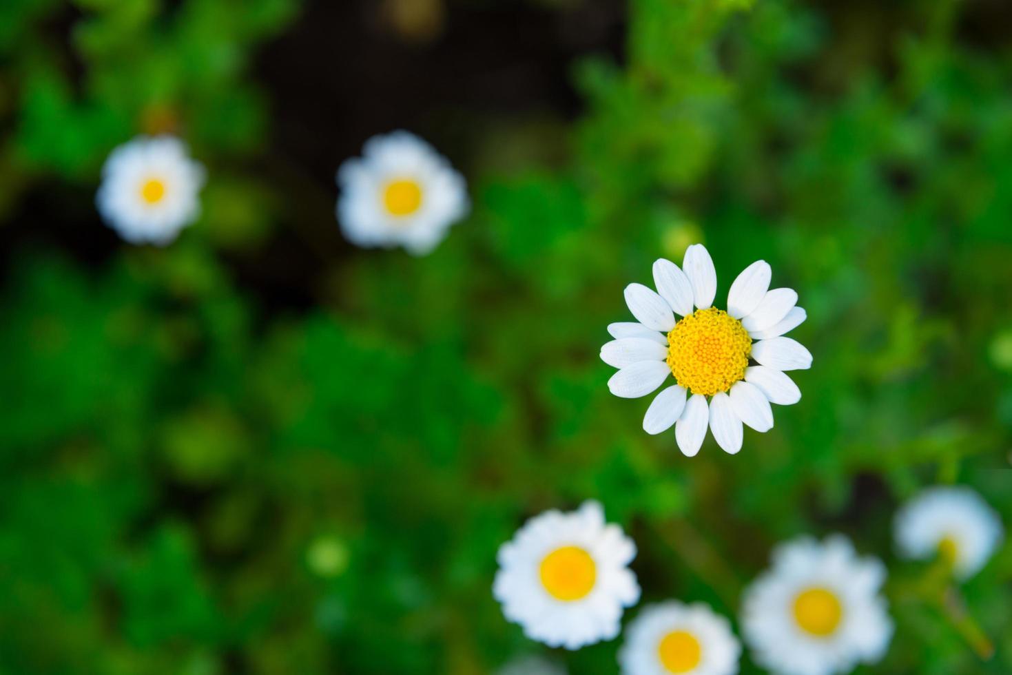 närbild tusensköna blomma på grön äng foto