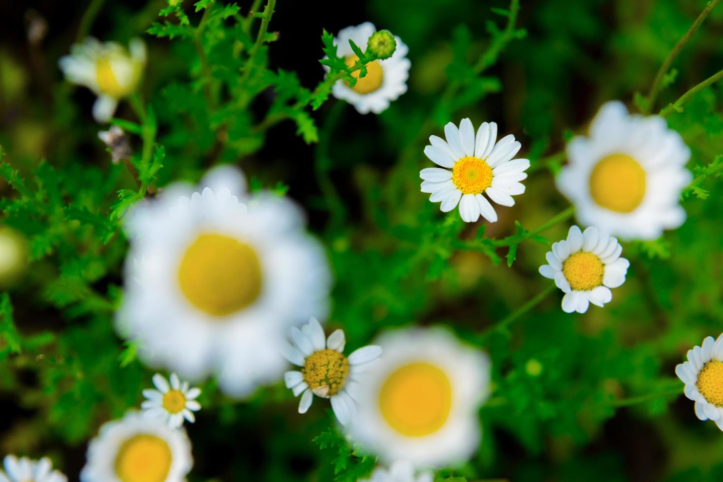 närbild tusensköna blomma på grön äng foto