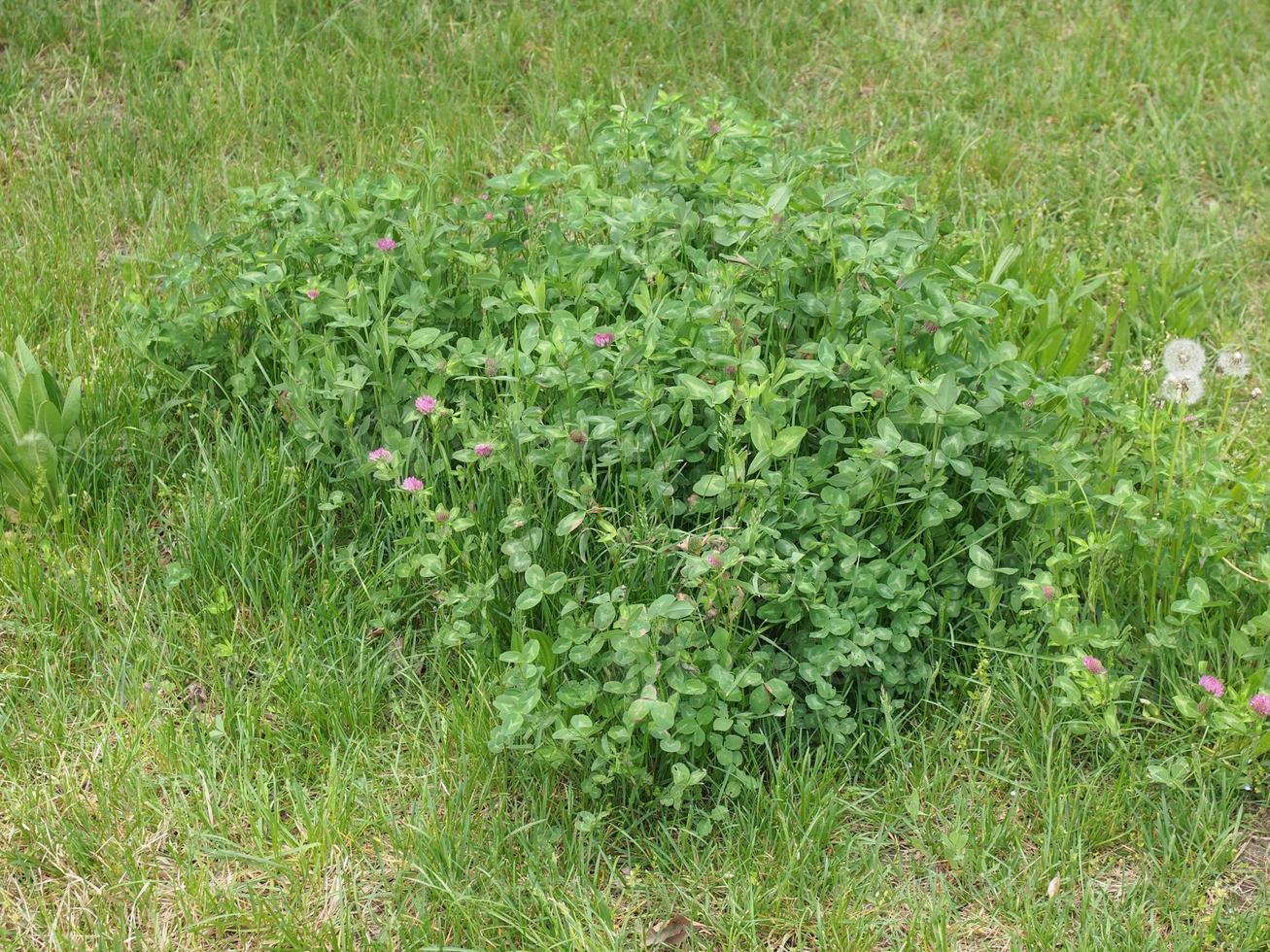 shamrock växt i gräset foto