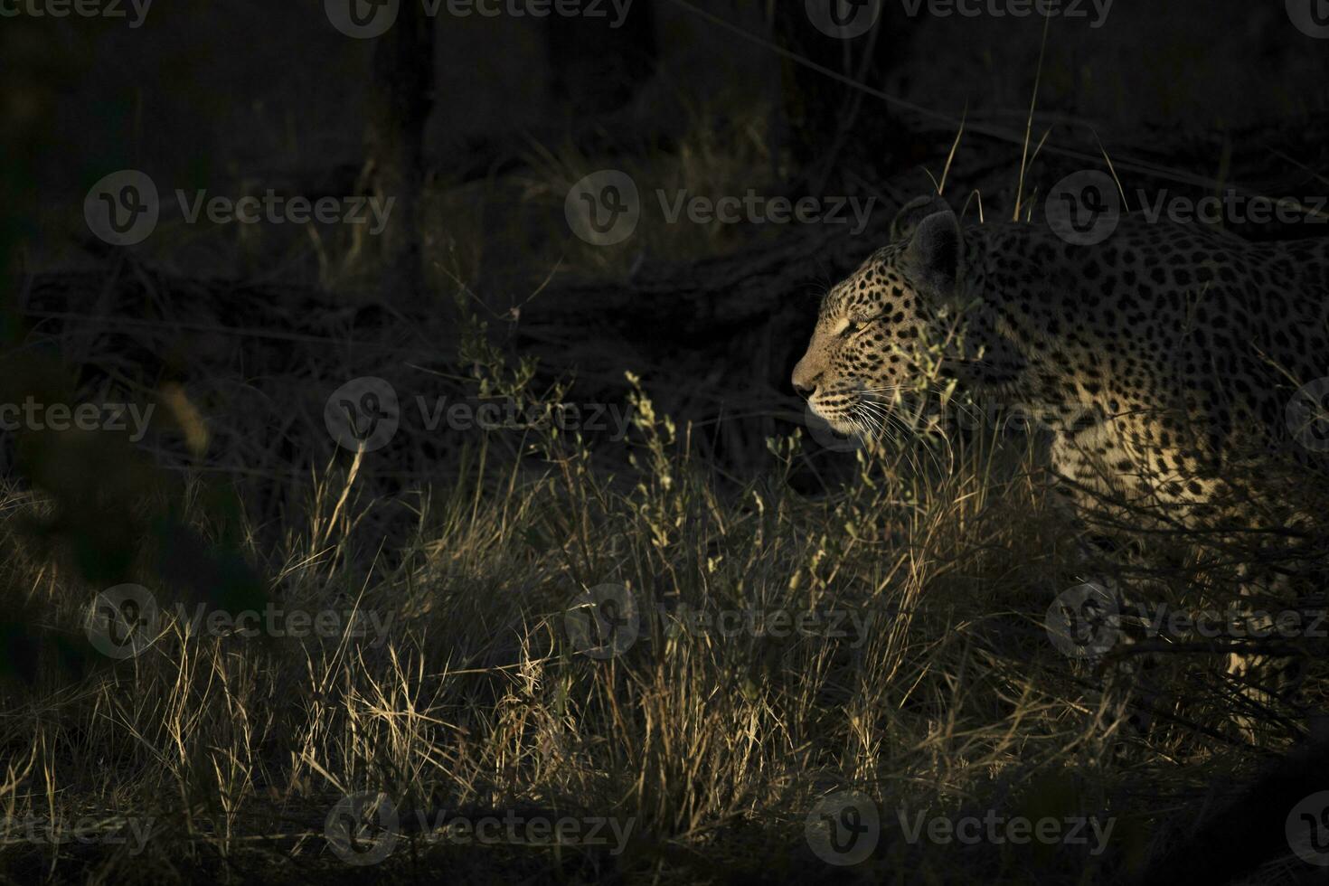 en leopard jakt i de undervegetation foto