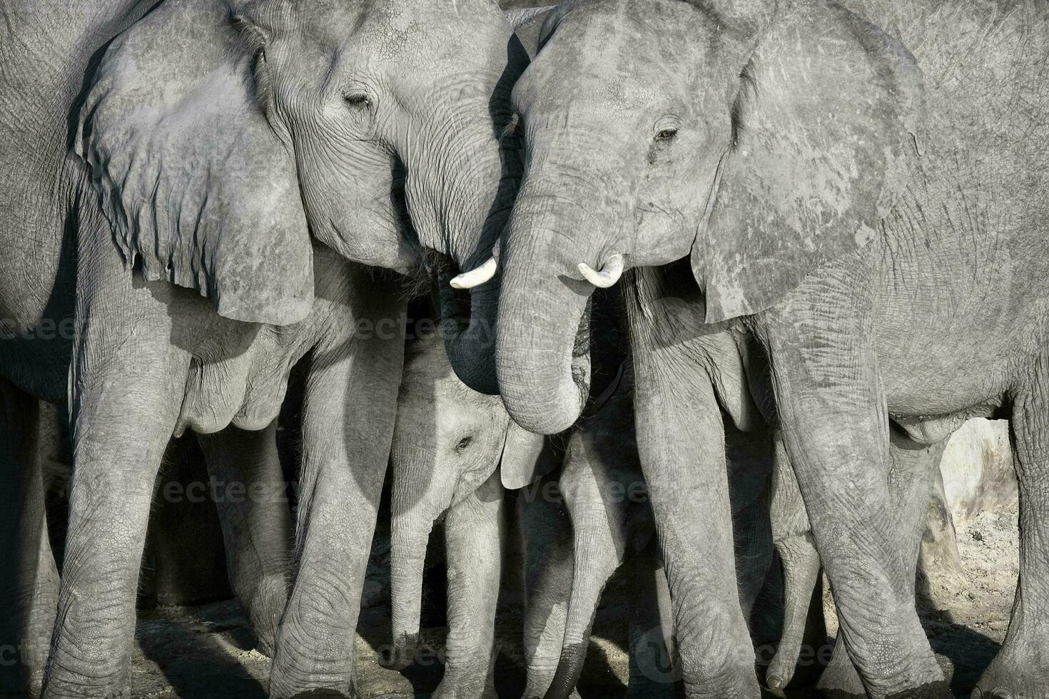 ett elefant besättning tillsammans på en vatten hål. foto