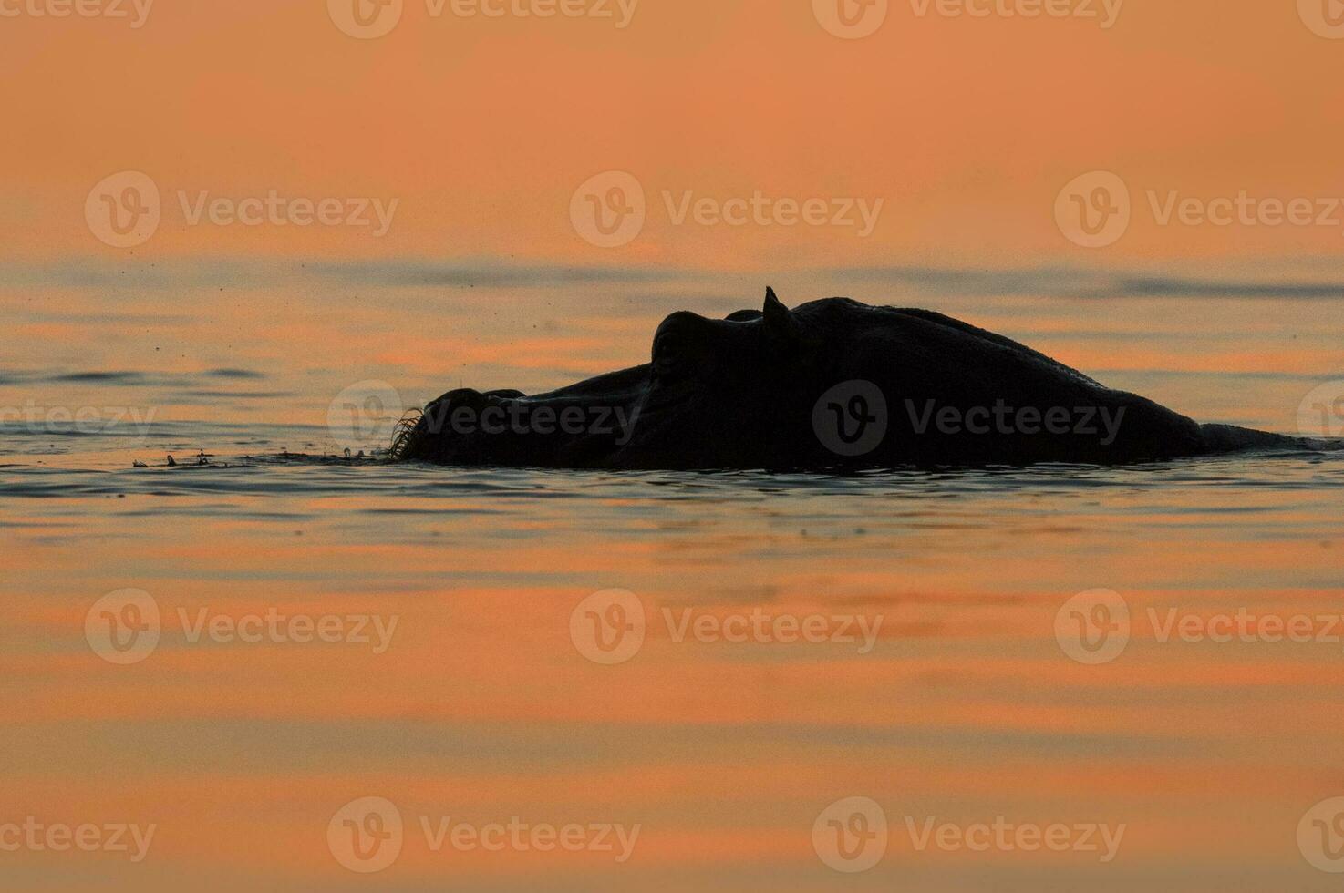 en flodhäst i de chobe flod, botswana. foto