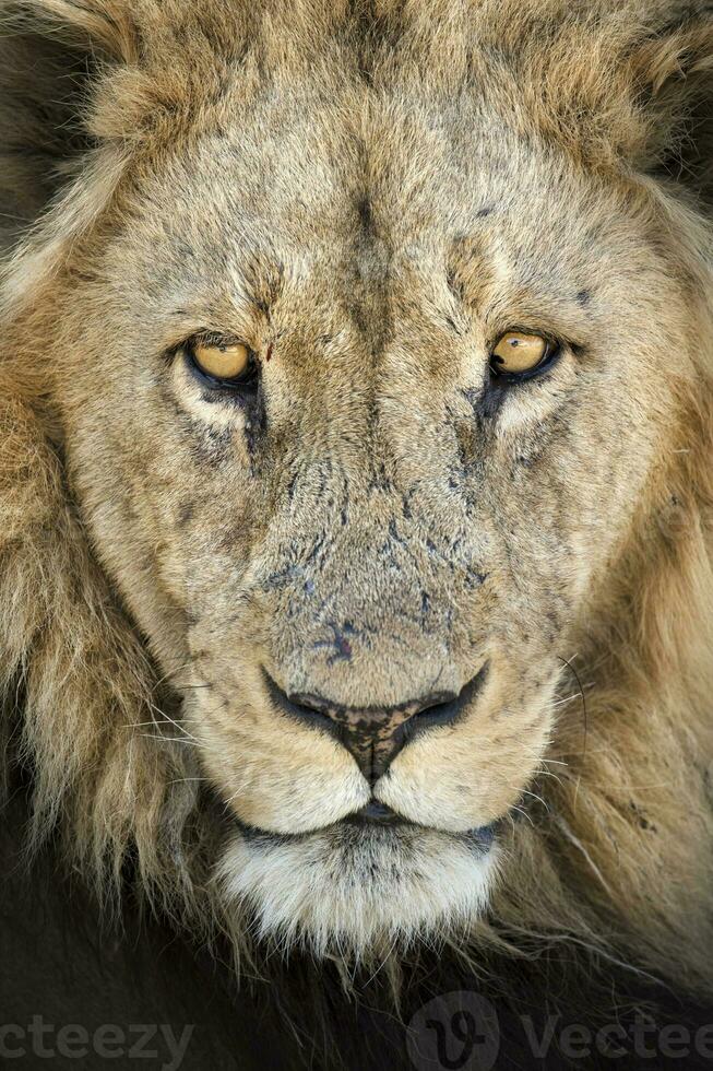 lejon porträtt i okavanga delta. foto