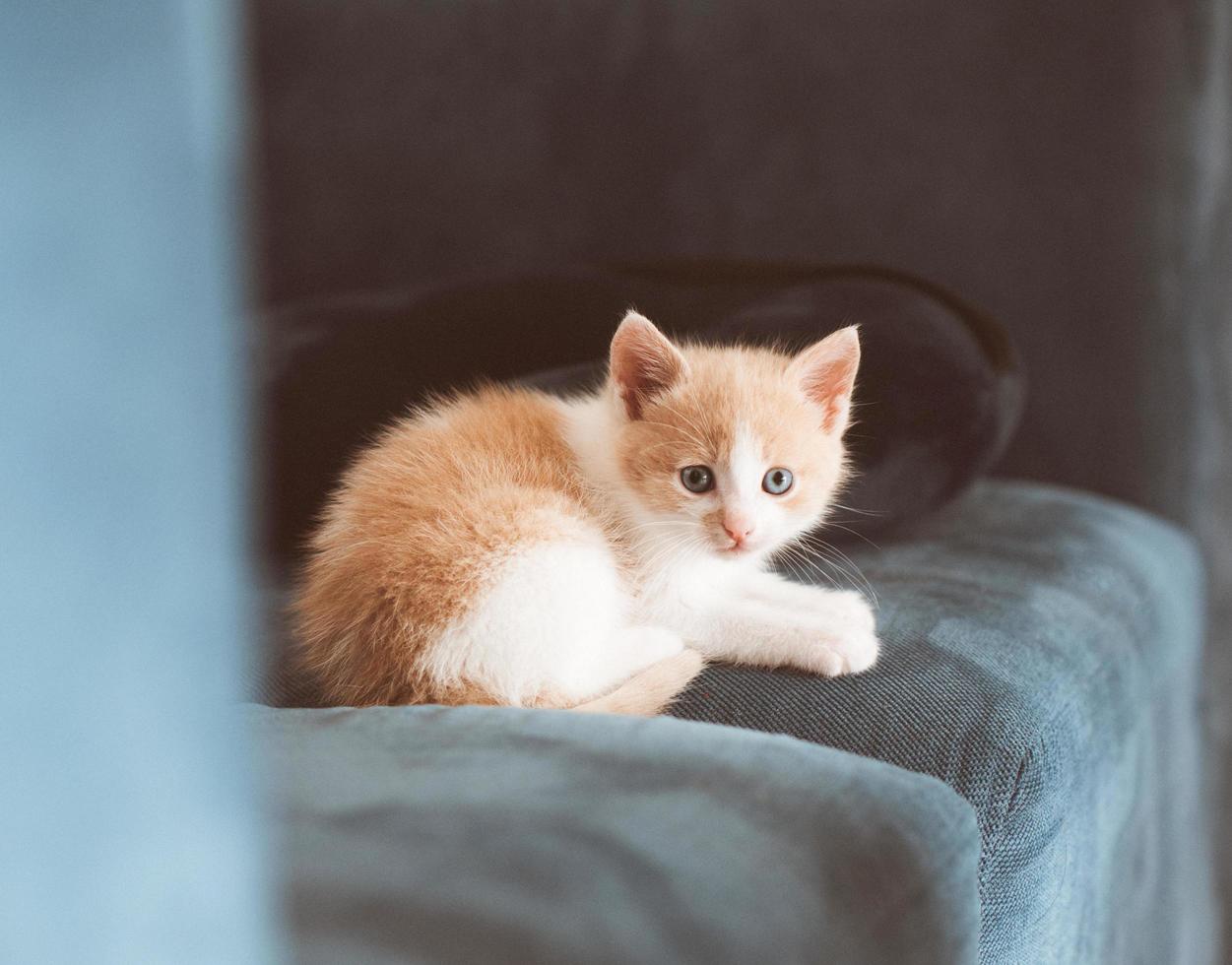 lilla fluffiga söta kattunge sitter i soffan. ung röd kattunge foto