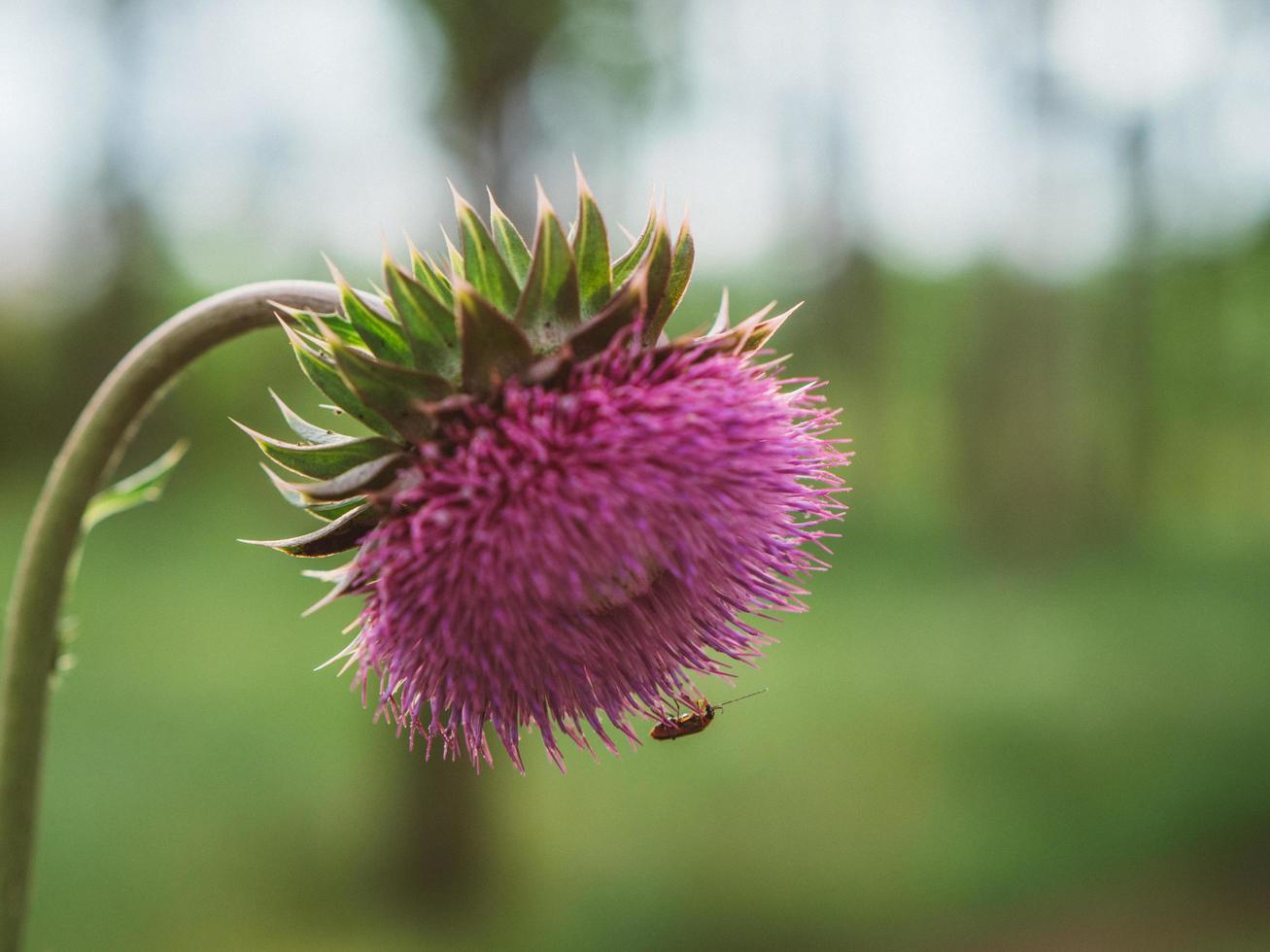 närbild av en tistelblomma. rosa taggig plommellös tistelblomma foto