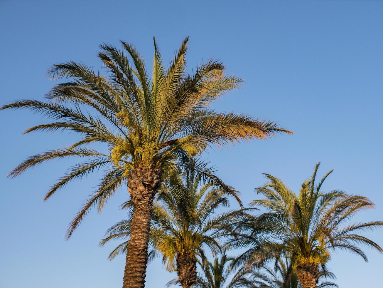 perfekta palmer mot en vacker blå himmel. natur tropiska träd foto