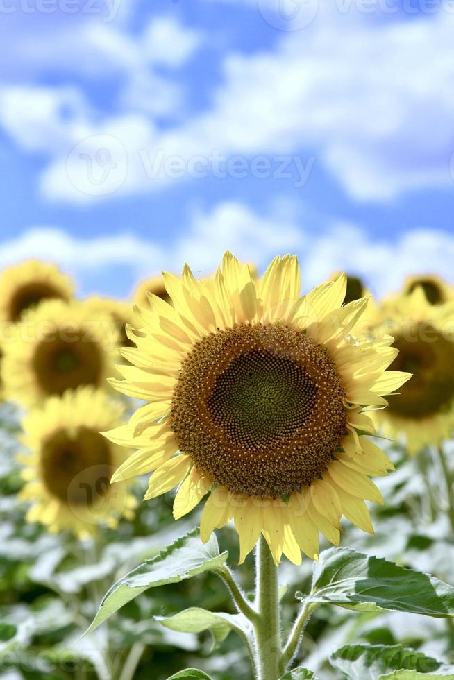 fält av solrosor under en blå himmel foto