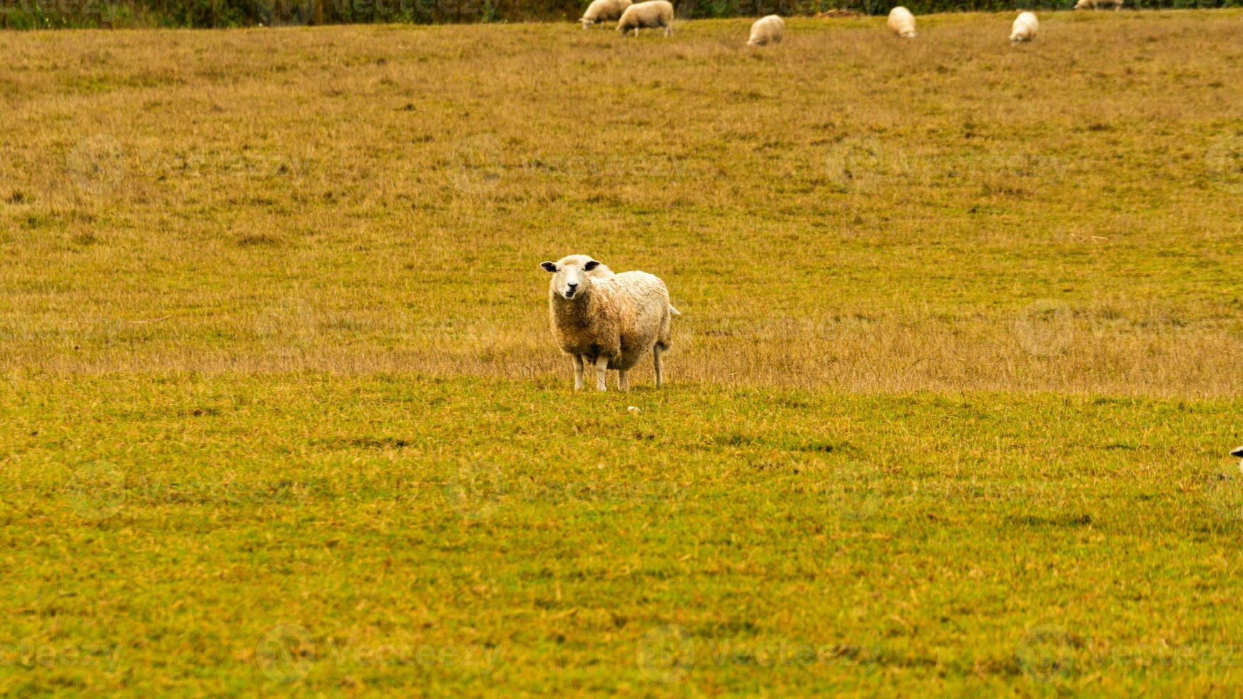 flock av ullig får på en landsbygden bruka foto