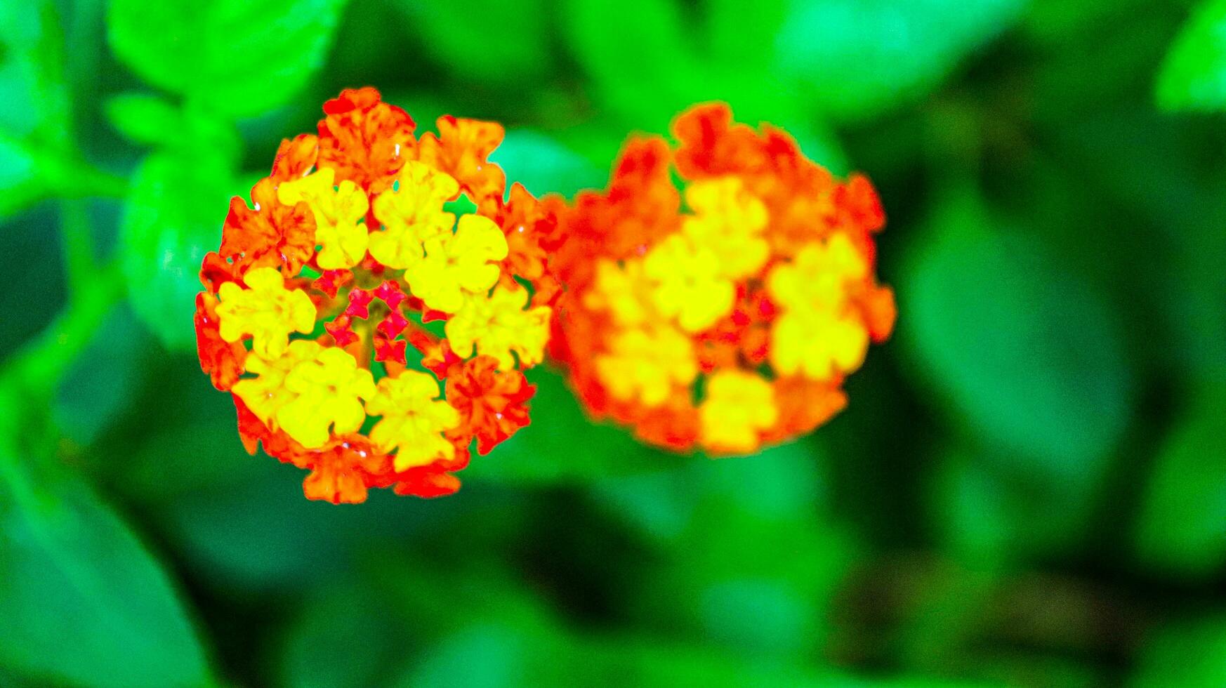 orange vild blomma i de trädgård, röd och gul blomma fält med bullerd bakgrund, friskhet färgrik blommor av trasa av guld, häck blomma, lantana, gråtande lantana.lantana orange och röd blommor foto