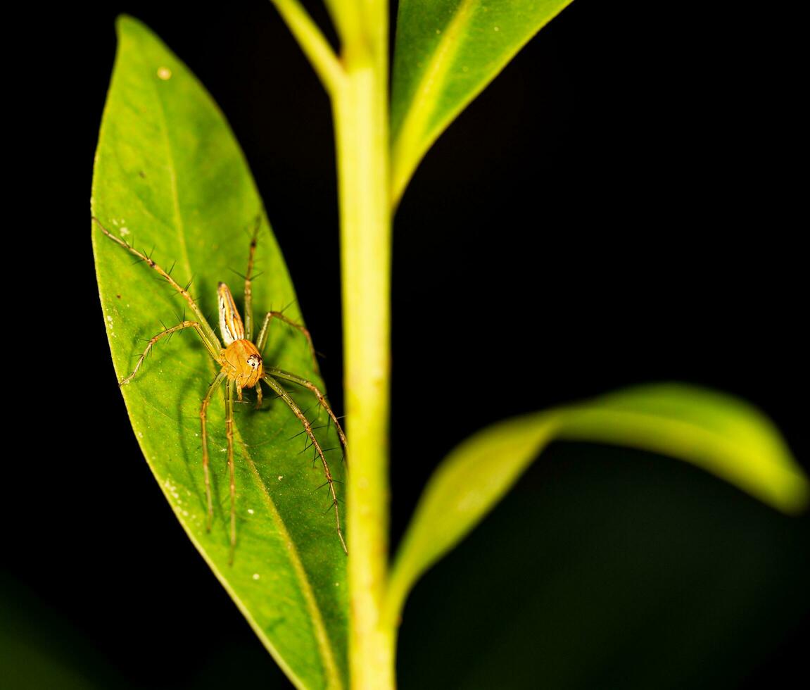 Spindel på blad fotograferad med en makro lins foto