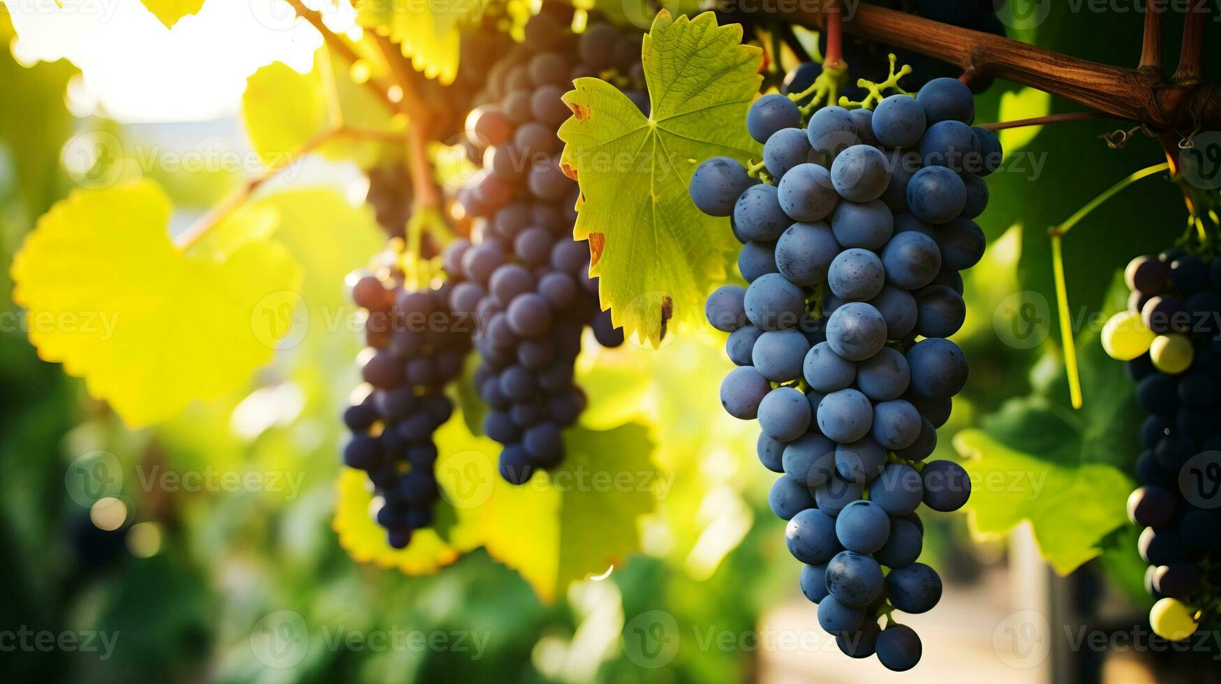 klasar av mogen vindruvor på en vin i de strålar av de Sol. ai genererad. foto