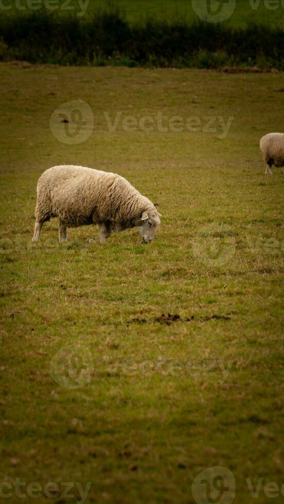 flock av ullig får på en landsbygden bruka foto