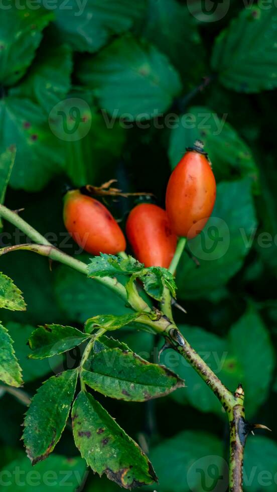 makro skott av mogen reste sig höfter i natur foto