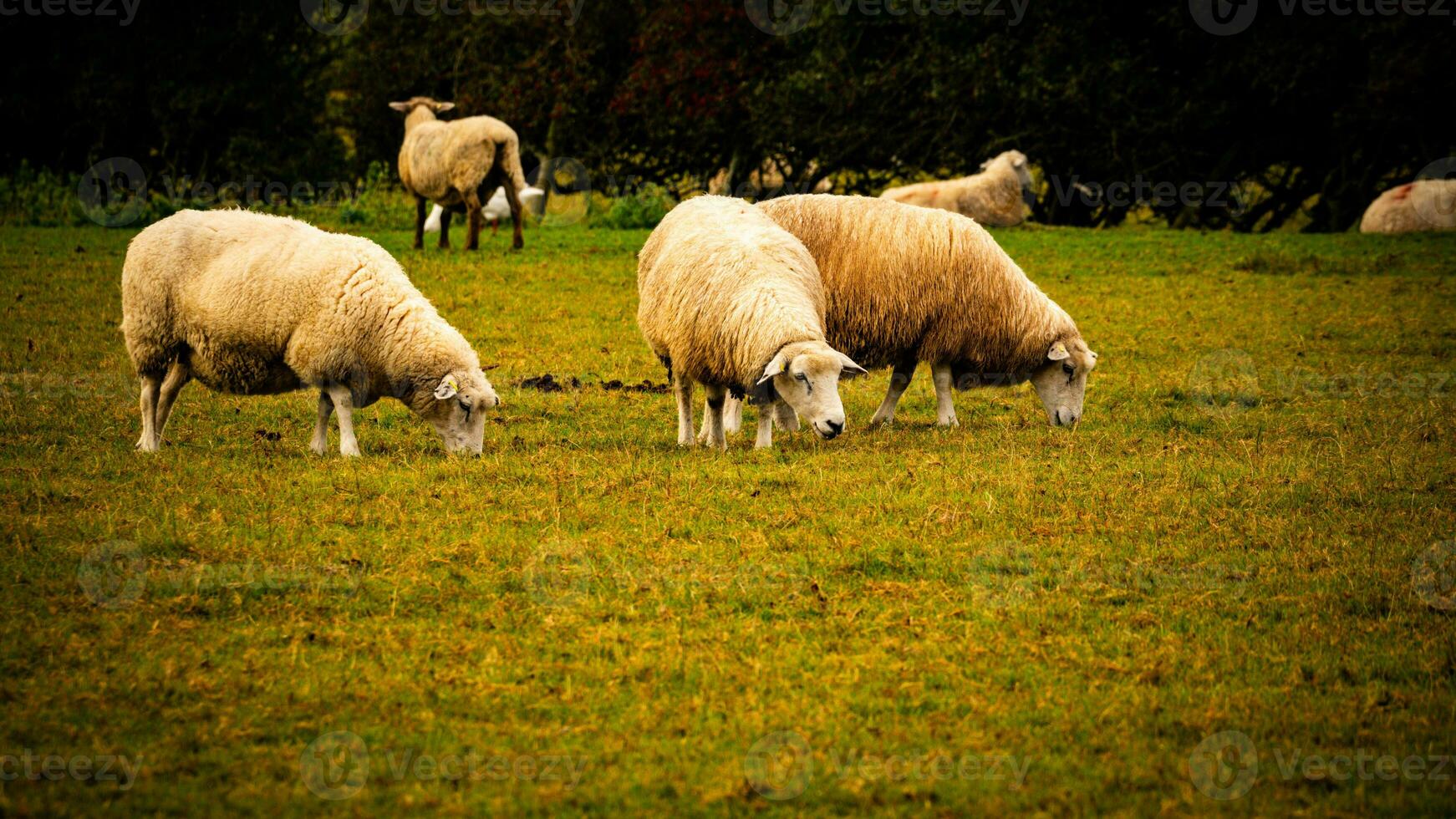 flock av ullig får på en landsbygden bruka foto