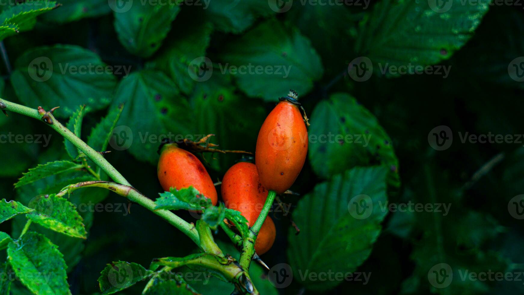 makro skott av mogen reste sig höfter i natur foto