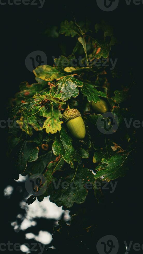 detaljerad makro skott av europeisk ek blad och ekollon foto