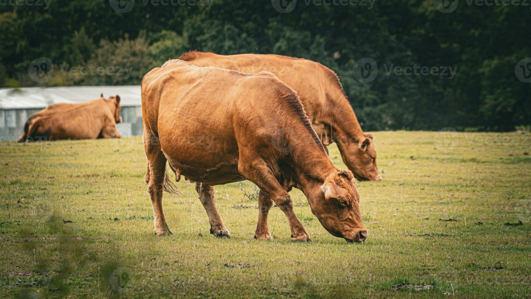 lantlig äng betning brun nötkreatur i grön bete foto