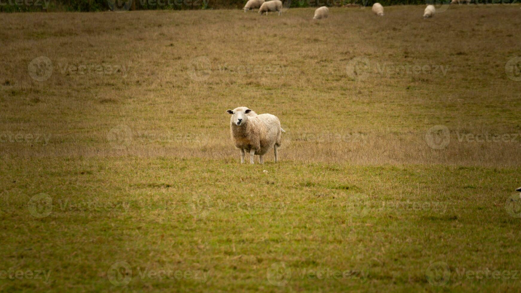 flock av ullig får på en landsbygden bruka foto