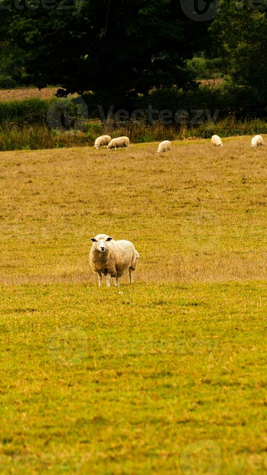 flock av ullig får på en landsbygden bruka foto