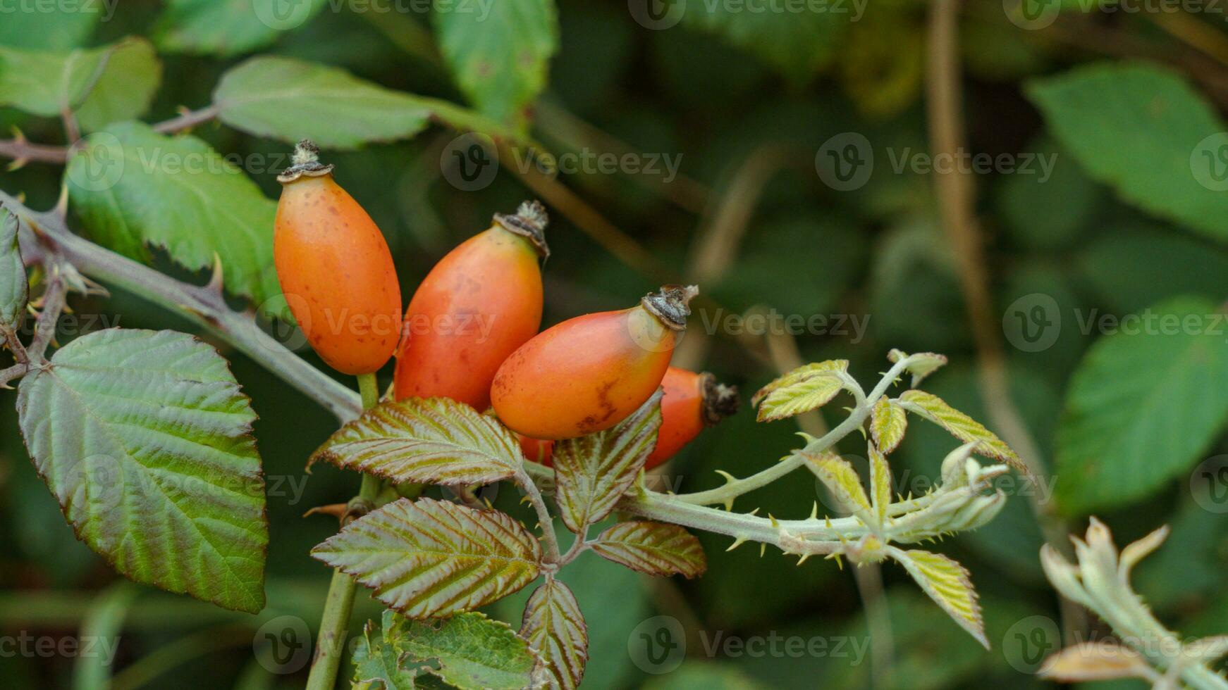 makro skott av mogen reste sig höfter i natur foto