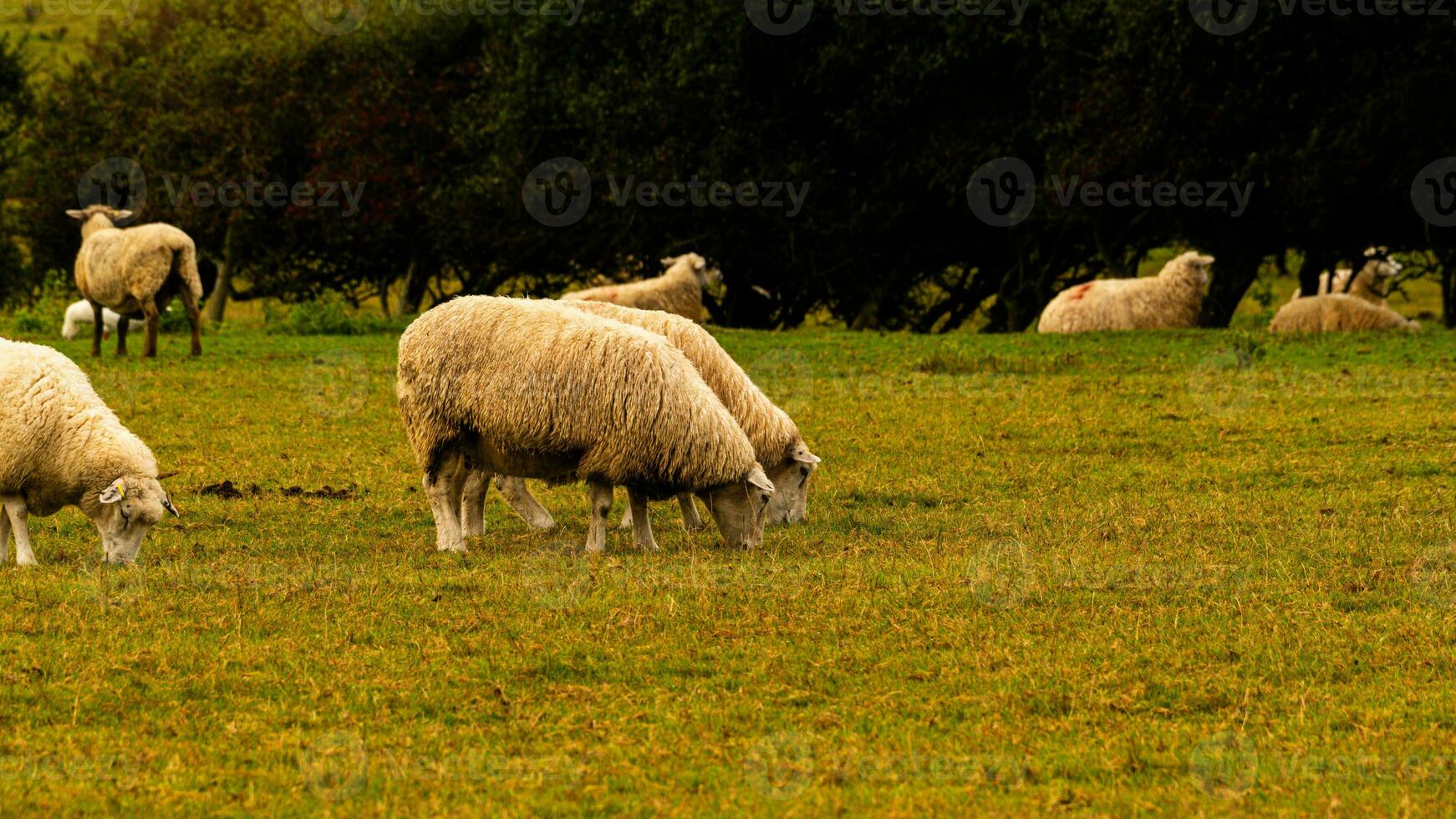 flock av ullig får på en landsbygden bruka foto