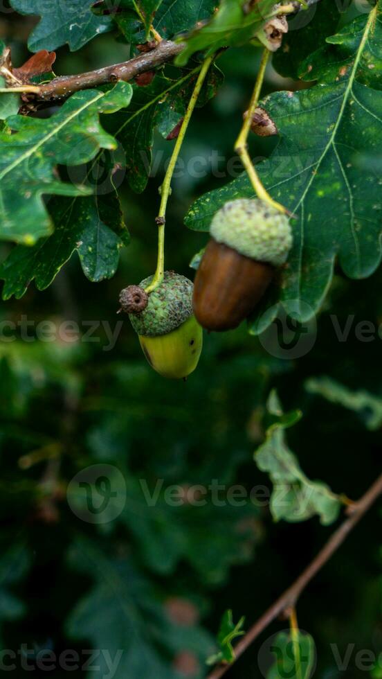 detaljerad makro skott av europeisk ek blad och ekollon foto