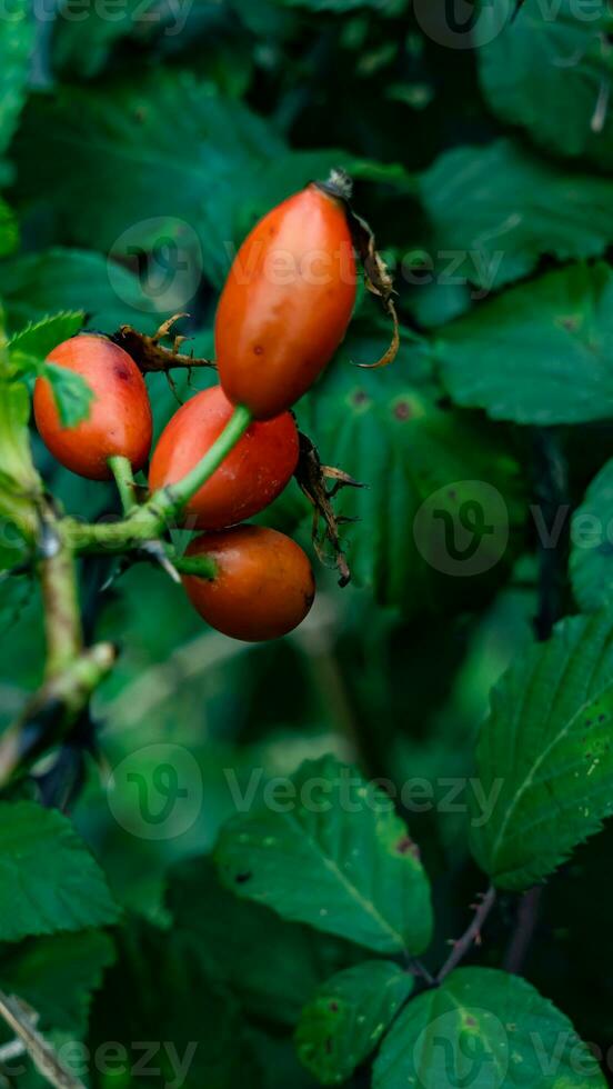 makro skott av mogen reste sig höfter i natur foto