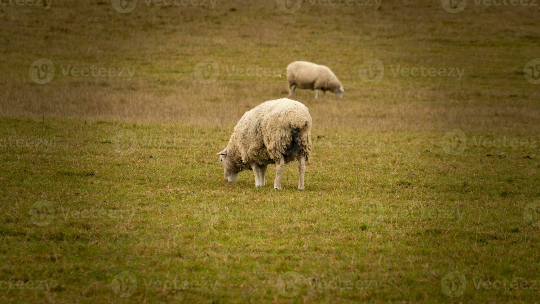 flock av ullig får på en landsbygden bruka foto